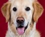 UČENCI 8. IN 9. RAZREDA SO SE PREIZKUSILI V VLOGI VETERINARJEV